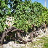 Azienda Agricola Giovanni Rosso, di Rosso Davide