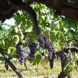 Azienda Agricola Giovanni Rosso, di Rosso Davide