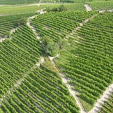 Azienda Agricola Giovanni Rosso, di Rosso Davide