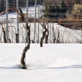 Azienda Agricola Giovanni Rosso, di Rosso Davide