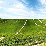 Azienda Agricola Giovanni Rosso, di Rosso Davide