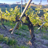 Azienda Agricola Giovanni Rosso, di Rosso Davide