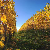Azienda Agricola Giovanni Rosso, di Rosso Davide